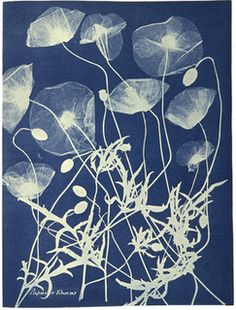 Anna Atkins