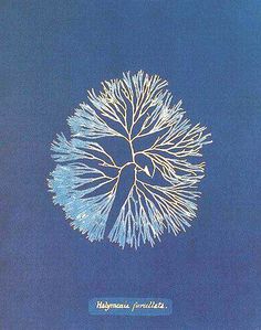 Anna Atkins