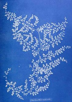 Anna Atkins