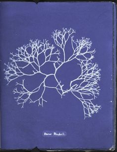 Anna Atkins