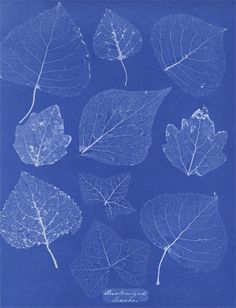 Anna Atkins