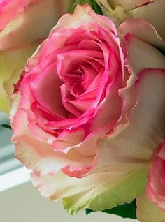 Majesty Rose