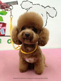 Ruru the Toy Poodle