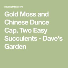 Dave Moss