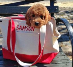 Samson The Goldendoodle