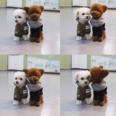 Shu the Toy Poodle