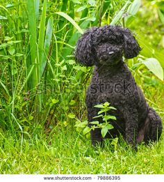 Shu the Toy Poodle