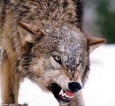 Chino Alpha Wolf