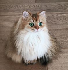 Smoothie the Cat