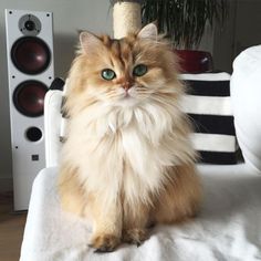 Smoothie the Cat