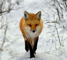 Yuri Fox