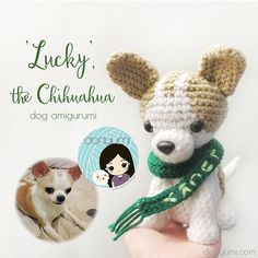 Stacy The Chihuahua