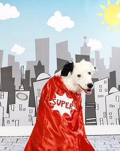 Hero The Super Collie