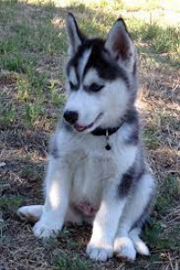 Ace the Husky Puppy