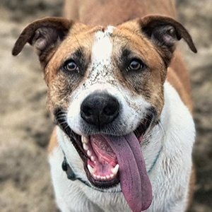 Henry the Colorado Dog