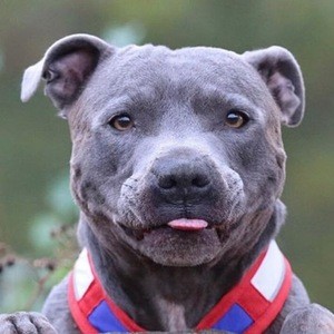 Blue Staffy Ramsey