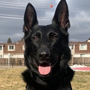 k9shiloh