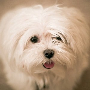 Coco the Maltese