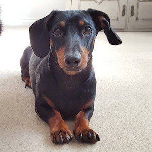 Dobby the Mini Dachshund