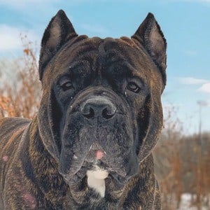 Leo the Cane Corso