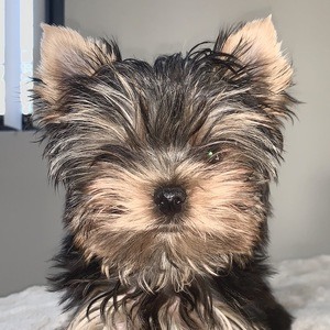 Leo the Yorkie