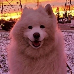 Enzo the Samoyed