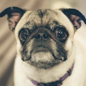 Guppy the Pug