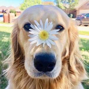 Oliver The Golden Retriever