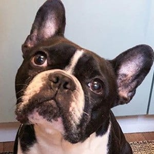 Oscar the Frenchie