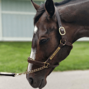 Rachel Alexandra