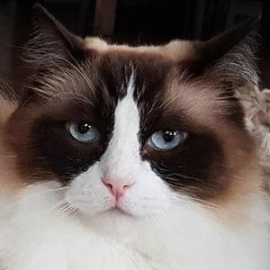 Timo the Ragdoll Cat